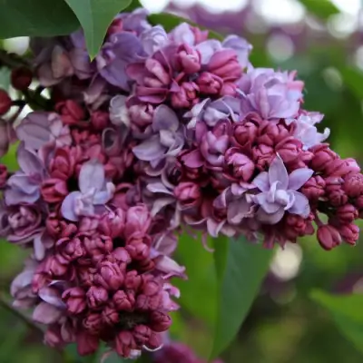 Сирень П.П.КОНЧАЛОВСКИЙ в Барановичах