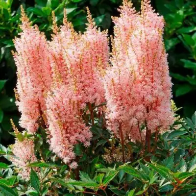 Астильба ЛУК ЭТ МИ японская в Барановичах