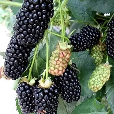 Ежевика ПРАЙМ АРК 45 ремонтантная   в Барановичах