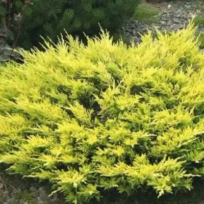 Можжевельник ЛАЙМ ГЛОУ горизонтальный  в Барановичах