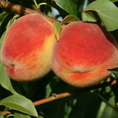 Персик МАРИЯ в Барановичах