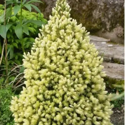 Ель МАЙГОЛД колючая в Барановичах