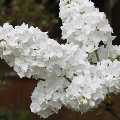 Сирень ФЛОРА в Барановичах