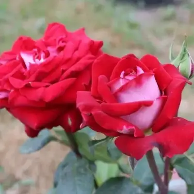 Роза АЛЬЯНС чайно-гибридная в Барановичах