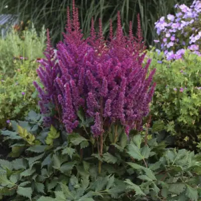 Астильба ВИЖНС китайская в Барановичах