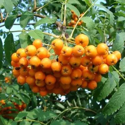 Рябина НЕВЕЖИНСКАЯ ЖЕЛТАЯ сладкоплодная в Барановичах