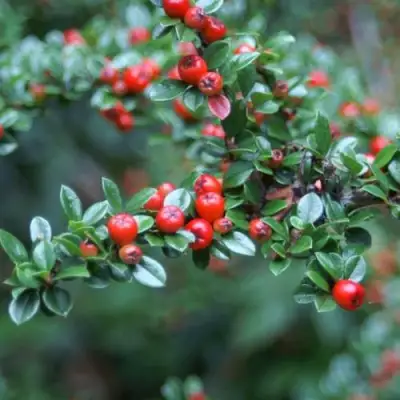 Кизильник горизонтальный в Барановичах