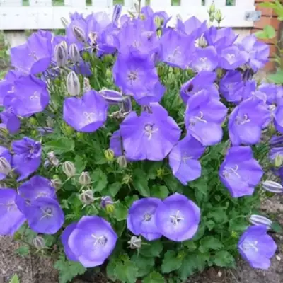 Колокольчик САНТА карпатский в Барановичах