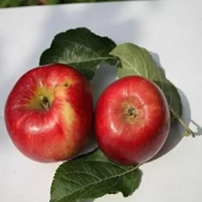 Яблоня РЕДФРИ в Барановичах