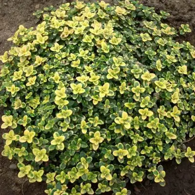 Тимьян ДОННА ВАЛЕЙ лимоннопахнущий в Барановичах