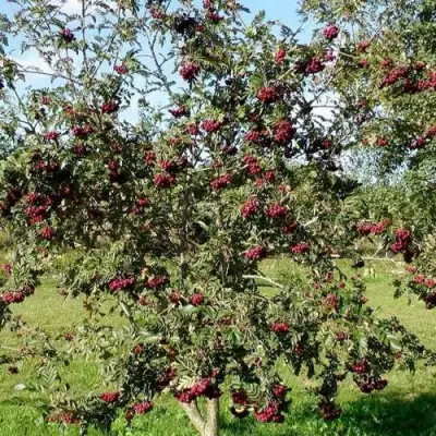 Рябина БУРКА сладкоплодная в Барановичах