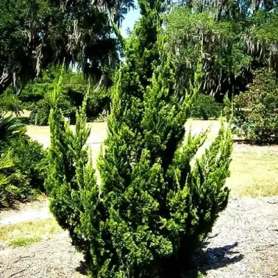 Можжевельник КАЙЗУКА китайский в Барановичах