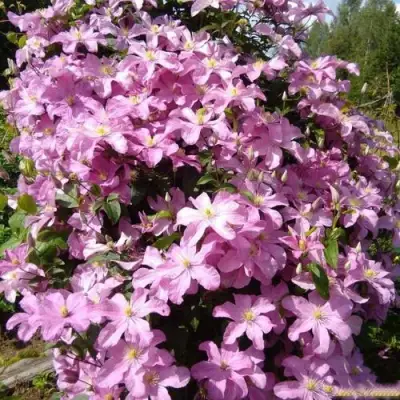 Клематис КОМТЕСС ДЕ БУШО в Барановичах