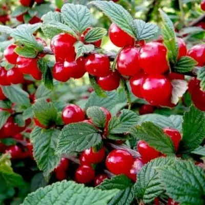 Вишня ВОСТОРГ войлочная в Барановичах