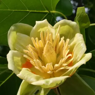 ЛИРИОДЕНДРОН тюльпанный в Барановичах