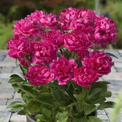 Пион ЛОНДОН травянистый в Барановичах