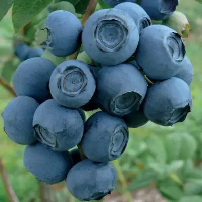 Голубика РУБЕЛ в Барановичах