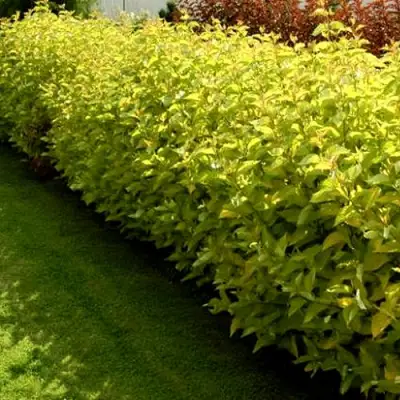 Комплект ДАРТС ГОЛД в Барановичах