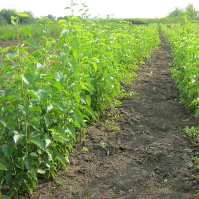 Подвой черешни ДИКАЯ ЧЕРЕШНЯ в Барановичах