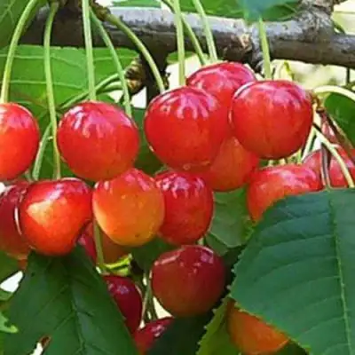 Черешня ДОНЧАНКА в Барановичах