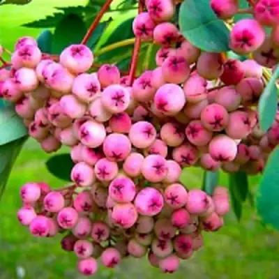 Рябина ПИНК сладкоплодная в Барановичах