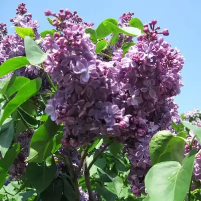 Сирень ВИОЛЕТТА в Барановичах