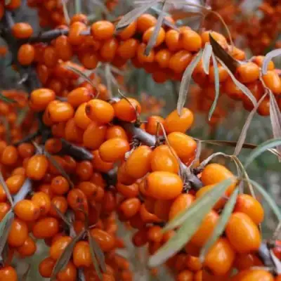 Облепиха ВОРОБЬЕВСКАЯ в Барановичах