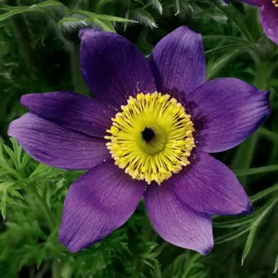 Прострел ПИНВИЛ БЛЮ ШЕЙДЕС в Барановичах