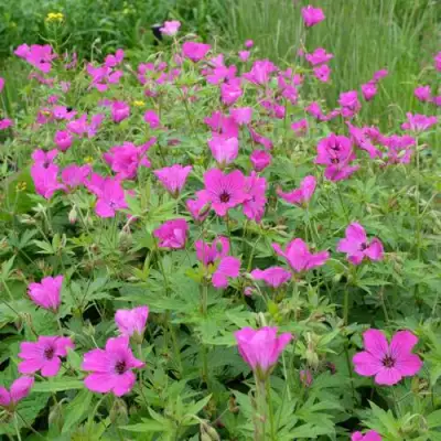 Герань РЕД АДМИРАЛ гибридная в Барановичах