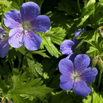 Герань БРУКСАЙД гибридная в Барановичах