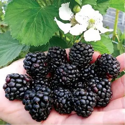 Ежевика РУБЕН ремонтантная  в Барановичах