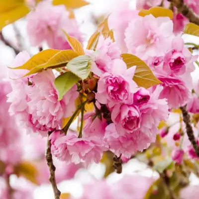 Сакура КАНЗАН в Барановичах