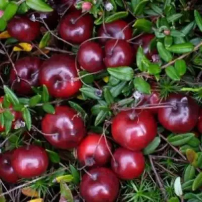 Клюква БЕН ЛИР в Барановичах