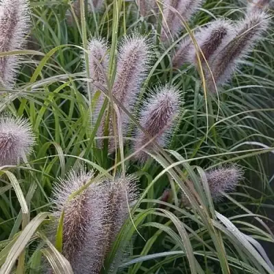 Пеннисетум БЛЭК БЬЮТИ в Барановичах