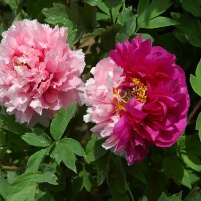 Пион ДВЕ СЕСТРЫ древовидный в Барановичах