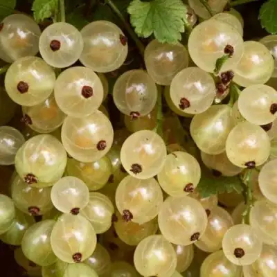 Смородина белая СМОЛЬЯНИНОВСКАЯ в Барановичах