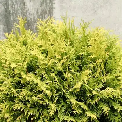 Туя ГОЛДЕН ГЛОБ западная в Барановичах