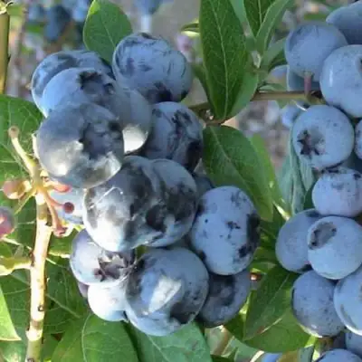 Голубика НОРТЛАНД в Барановичах