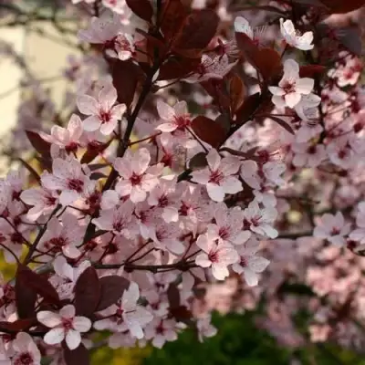 Слива НИГРА растопыреная в Барановичах