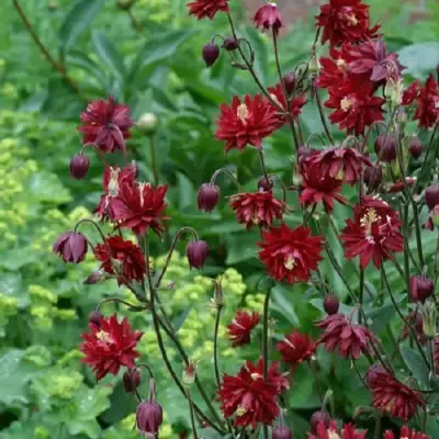 Аквилегия РУБИ ПОРТ обыкновенная в Барановичах