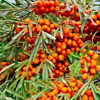 Облепиха ДЖЕМОВАЯ в Барановичах