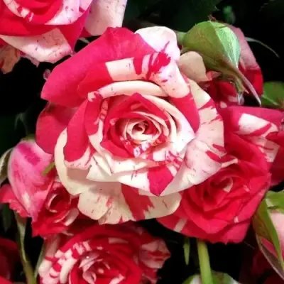 Роза ФАЙЕР ВОРКС миниатюрная в Барановичах