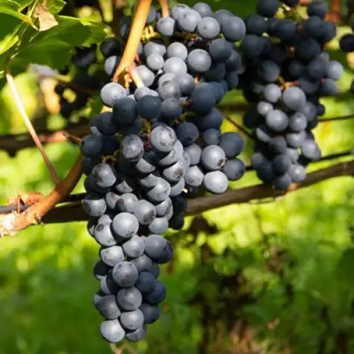 виноград Альминский