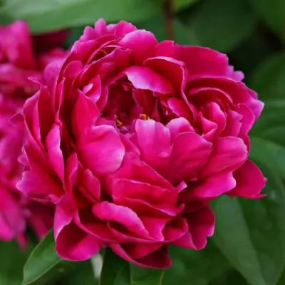 Пион ЛУИ ВАН-ГУТТ травянистый в Барановичах