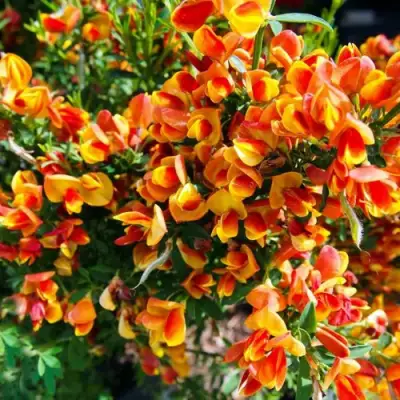 Ракитник АНДРЕАНУС в Барановичах