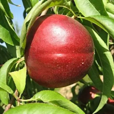 Нектарин ФАНТАЗИЯ в Барановичах