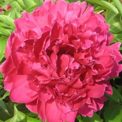 Пион ПУРПУРНЫЙ ФЕНИКС травянистый в Барановичах