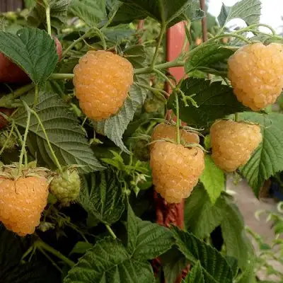 Малина ЗЮГАНА ЗОЛОТАЯ в Барановичах