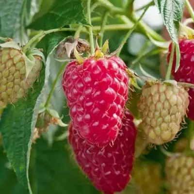 Малина МАРАСТАР в Барановичах