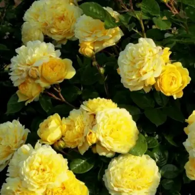 Роза АНИ ДЮПРЕЙ флорибунда в Барановичах